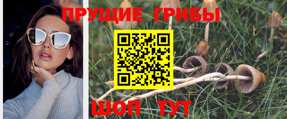 Галлюциногенные грибы Psilocybe  Вход с VPN  Кузнецк 